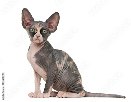 Fototapeta Naklejka Na Ścianę i Meble -  Sphynx kitten looking at the camera, isolated on white