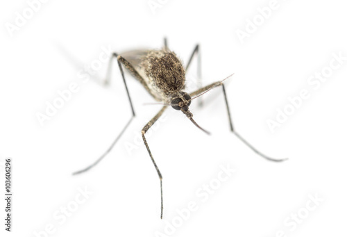 Top view of a Tiger mosquito isolated on white
