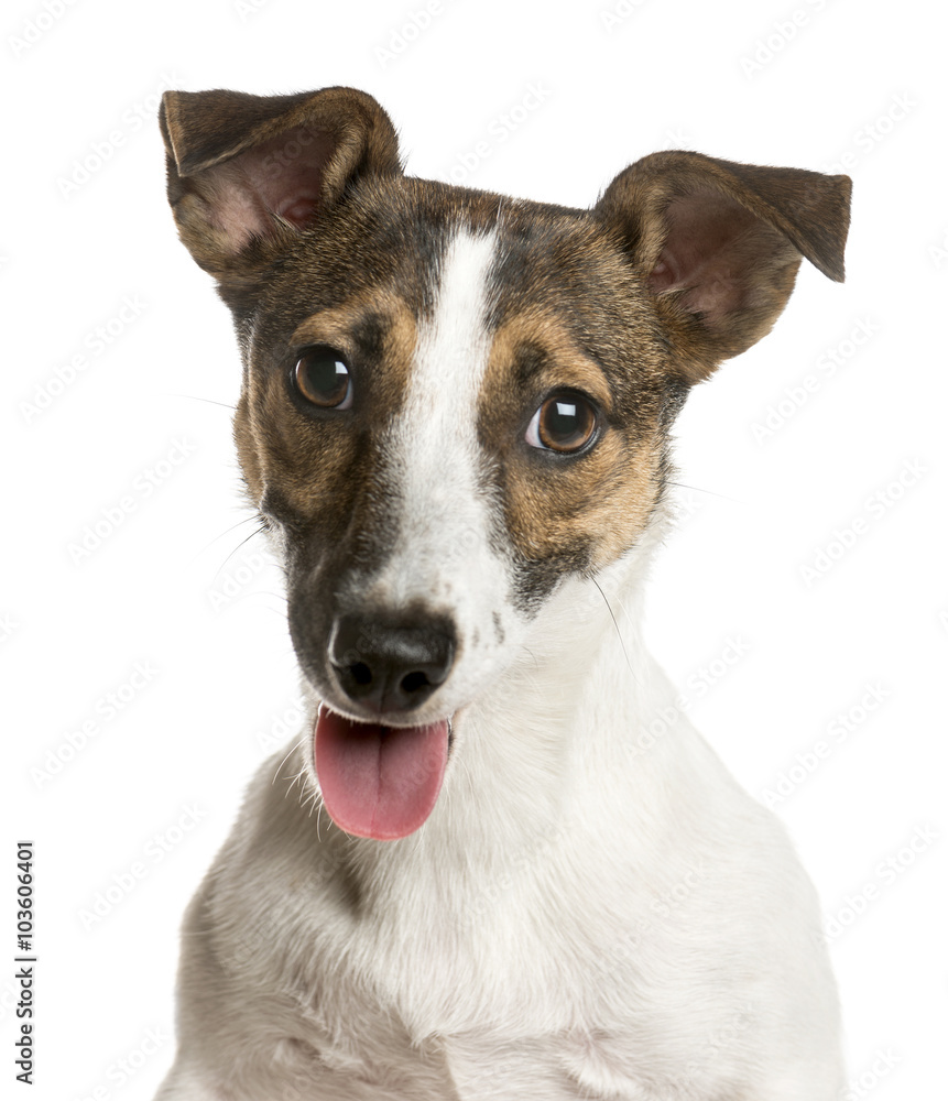 Close-up of a Jack russell in front of a white background
