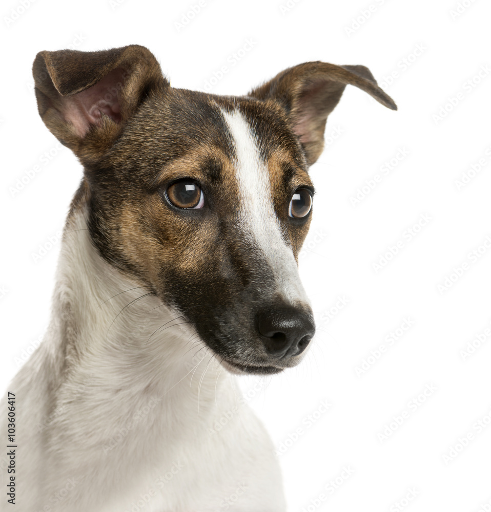 Close-up of a Jack russell in front of a white background