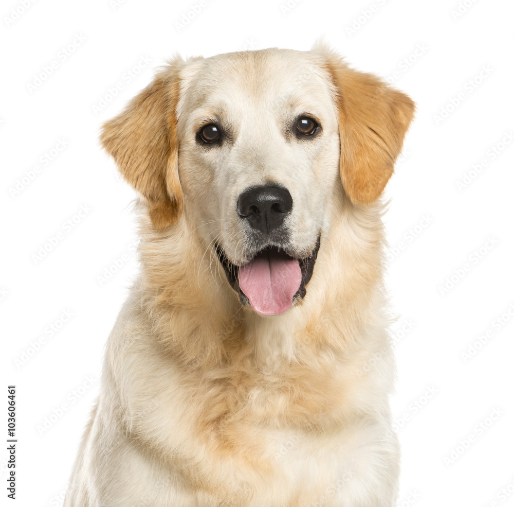 Close-up of a Golden Retriever in front of a white background