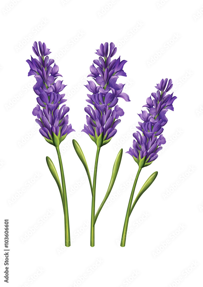 Fototapeta premium lavender flower