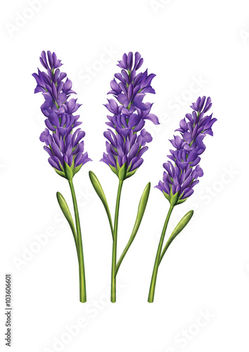 Fototapeta Naklejka Na Ścianę i Meble -  lavender flower
