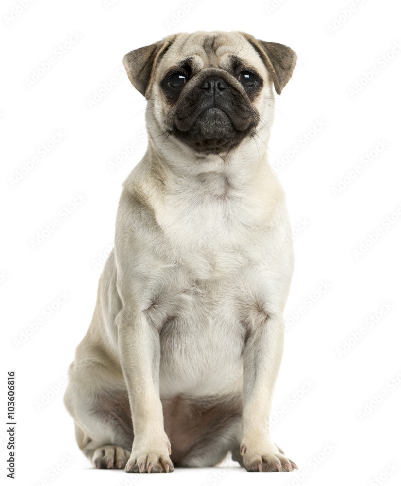Pug sitting in front of a white background