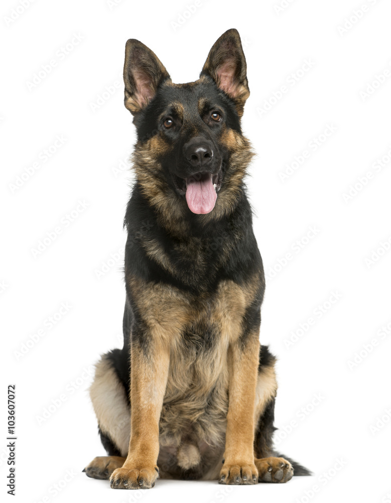 German Shepherd sitting in front of a white background