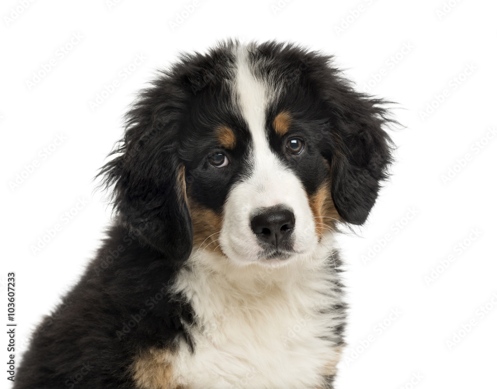 Close-up of a Bernese Mountain Dog puppy