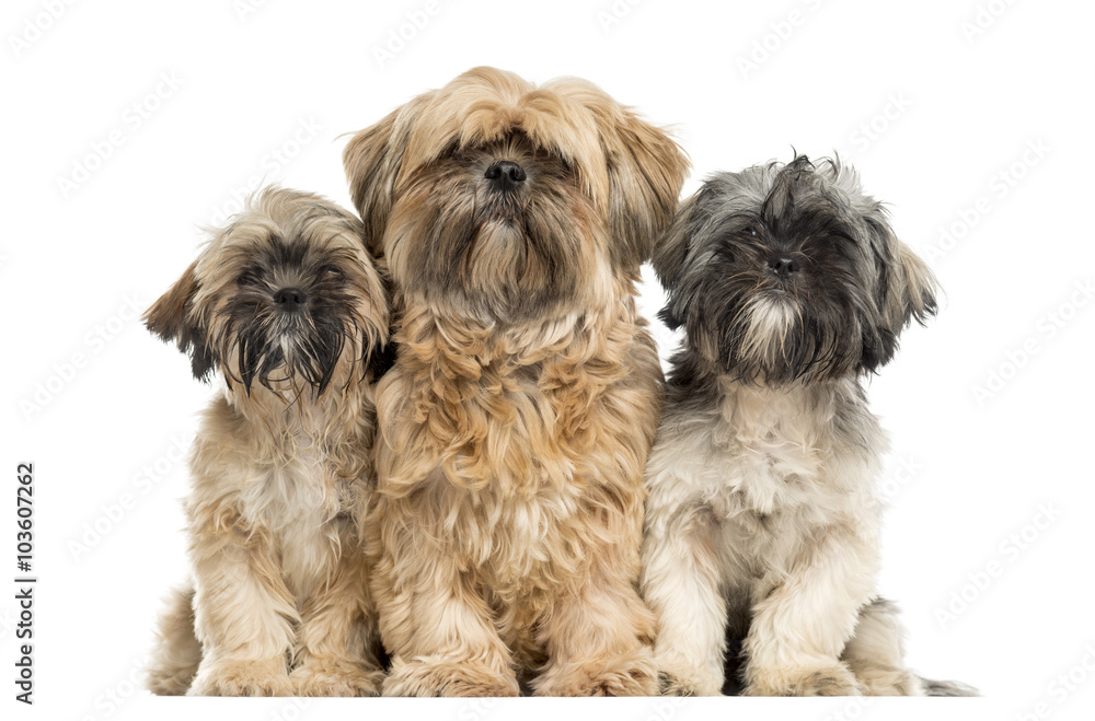 Three Shih Tzu sitting in front of a white background