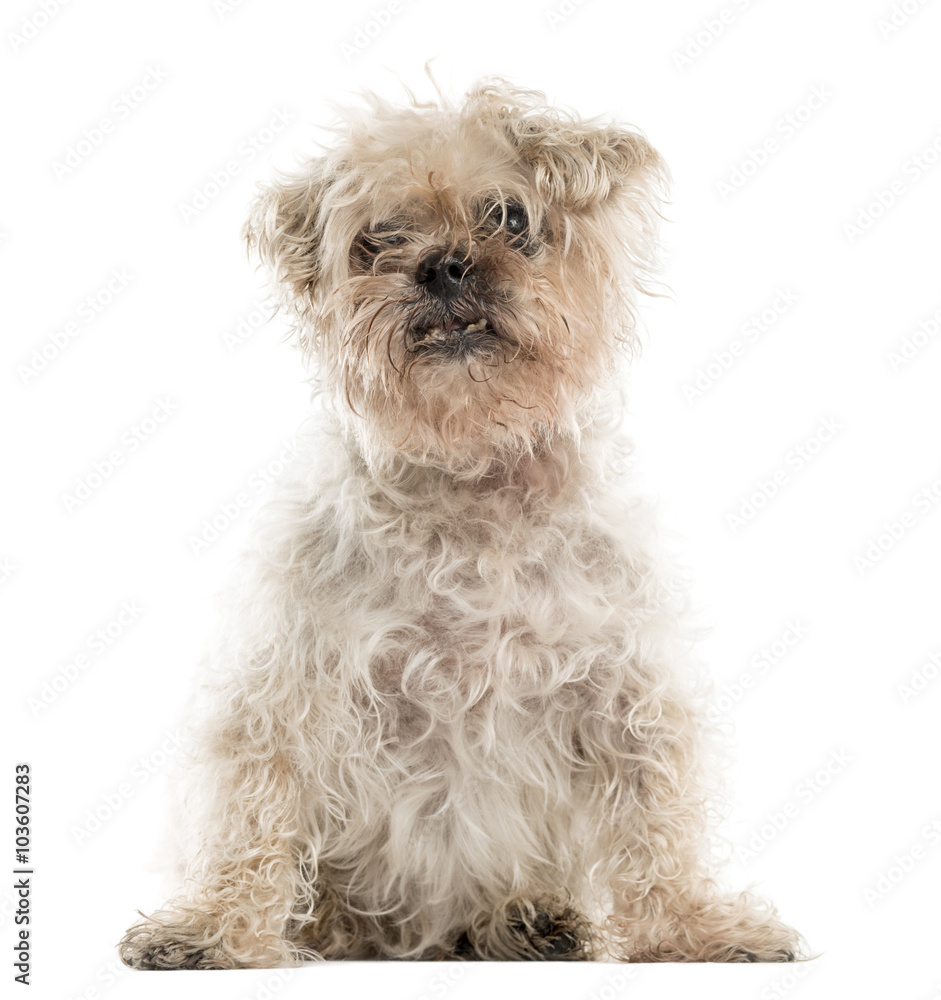 Old ugly crossbreed dog sitting in front of a white background Old ugly crossbreed dog sitting in front of a white background