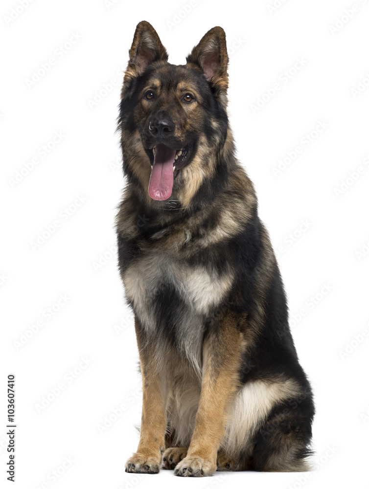 German Shepherd Dog sitting, isolated on white