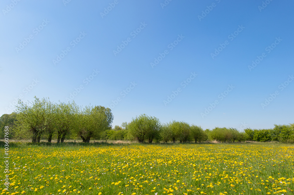 Obraz premium Willows and dandelions in landscape