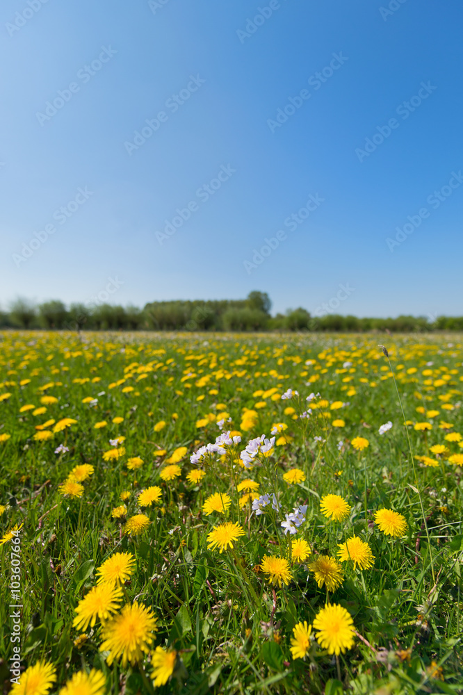 Dandelions and cuckoo-flower in landscape