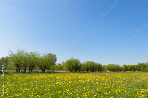 Willows and dandelions in landscape