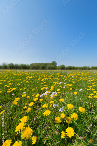 Dandelions and cuckoo-flower in landscape