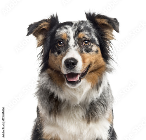 Tablou pe pânză Close up of an Australian Shepherd isolated on white