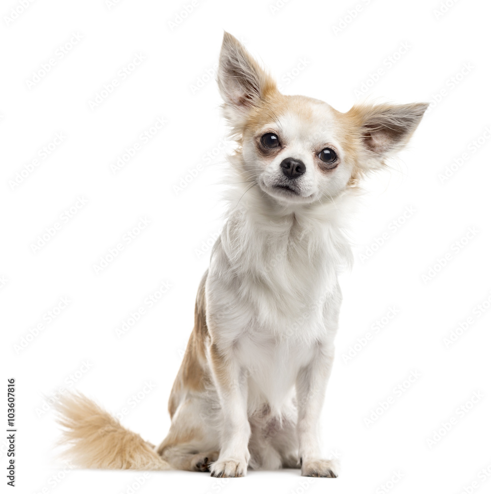 Chihuahua sitting and looking at the camera, isolated on white