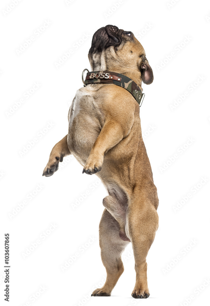 French Bulldog on his hind legs, isolated on white