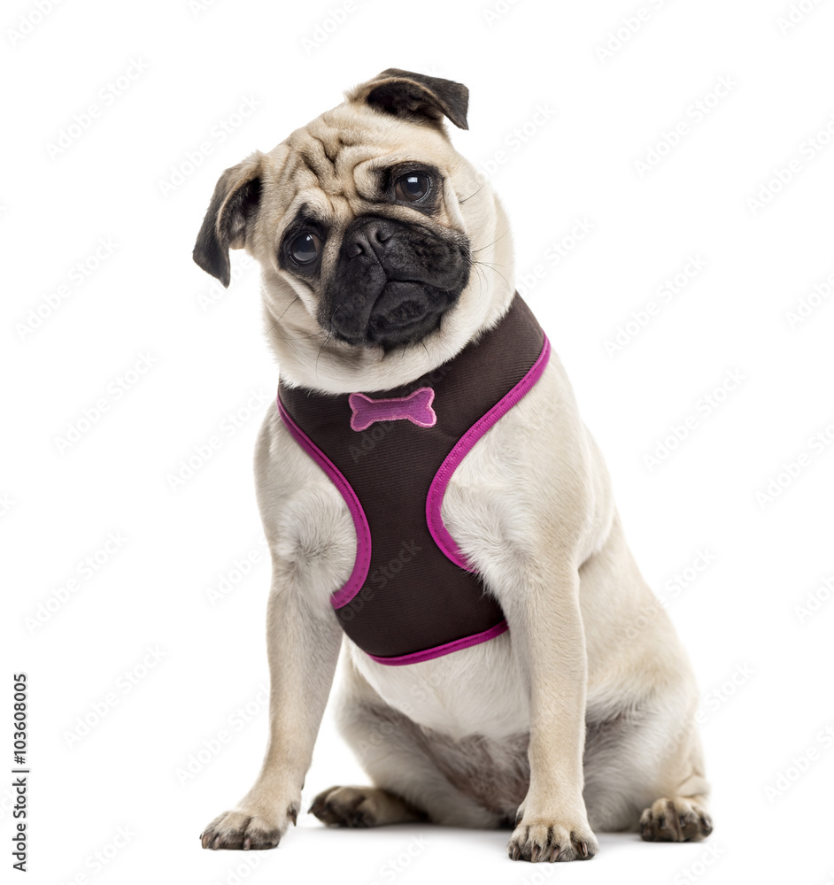 Obraz premium Pug sitting and looking at the camera, isolated on white