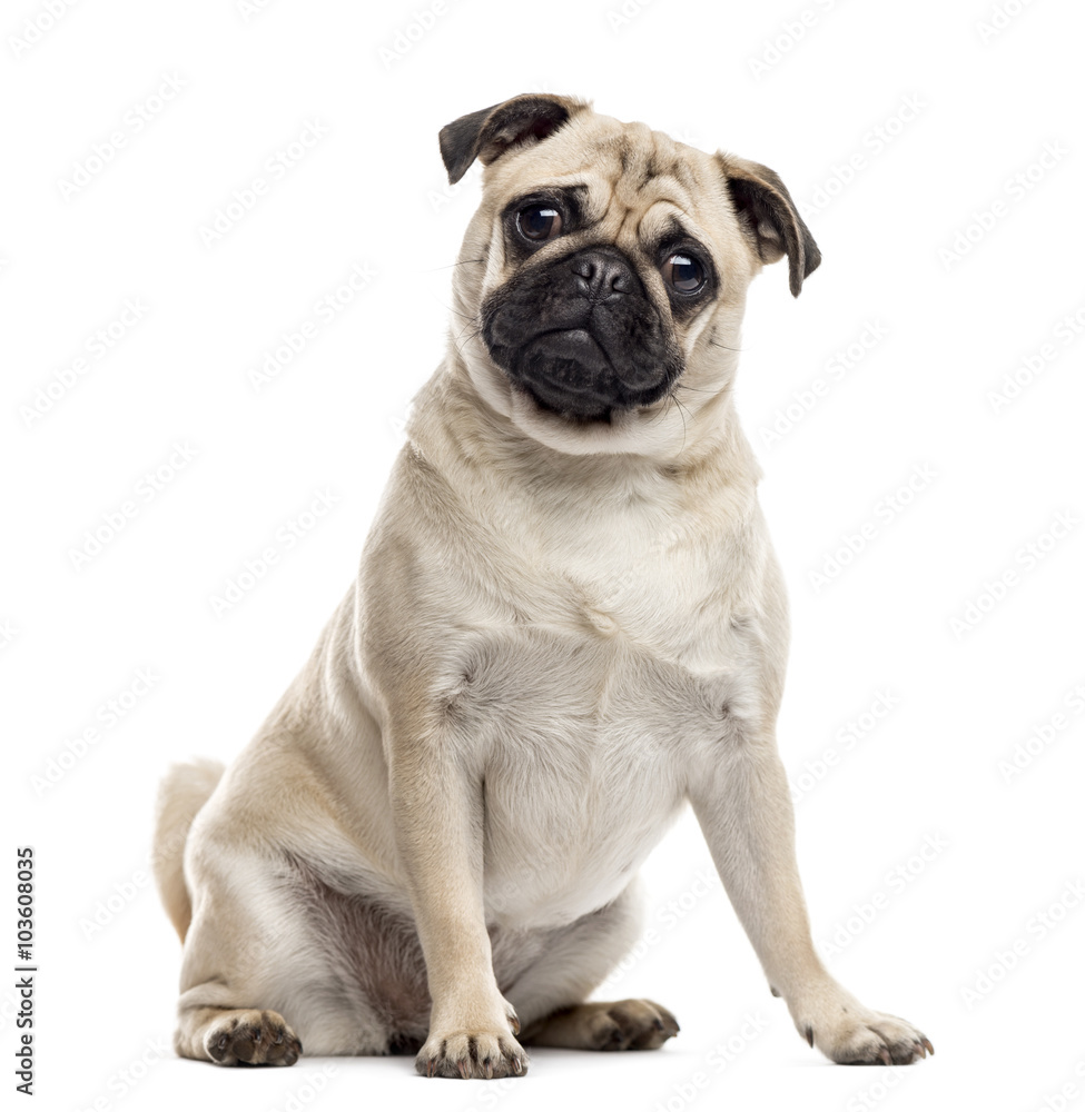 Pug sitting and looking at the camera, isolated on white