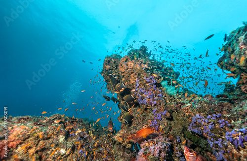 Coral reef with soft and hard corals