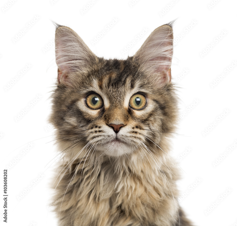 Close up of a Maine Coon kitten isolated on white