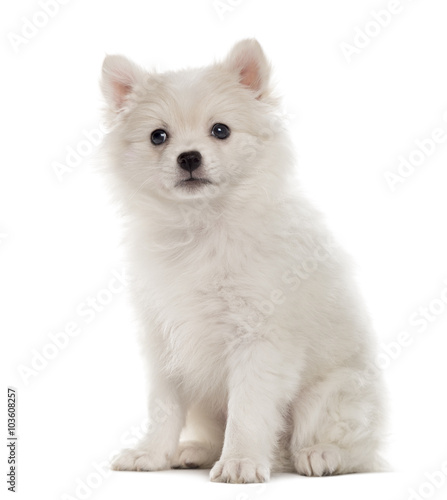 German Spitz puppy looking at the camera isolated on white