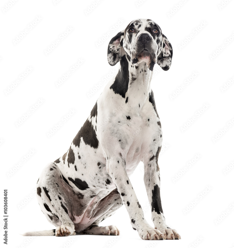 Great Dane sitting and looking up, isolated on white