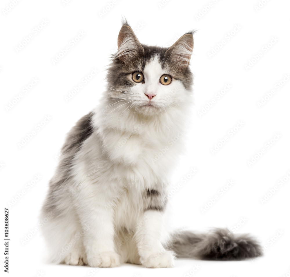 Maine Coon looking at the camera, isolated on white