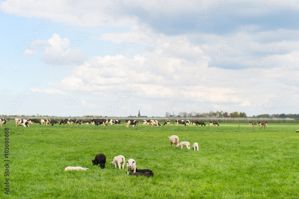 Grazing sheep and cows in meadow Grazing sheep and cows in meadow
