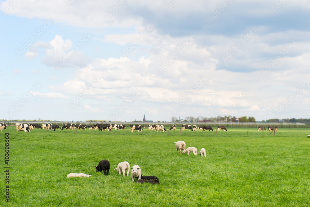 Grazing sheep and cows in meadow