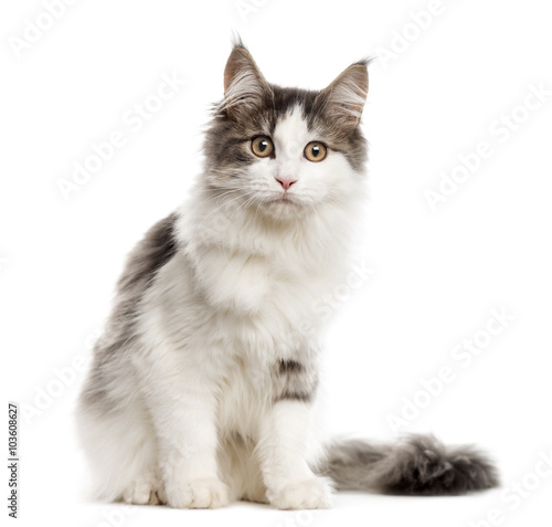 Fototapeta Naklejka Na Ścianę i Meble -  Maine Coon looking at the camera, isolated on white