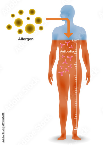Allergen and antibodies, Mechanism of developing an allergy , vector illustration