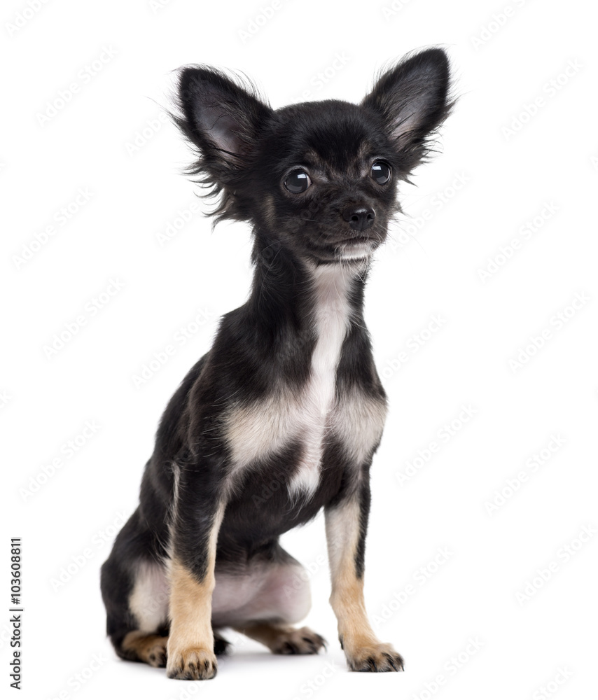 Chihuahua puppy sitting, isolated on white Chihuahua puppy sitting, isolated on white
