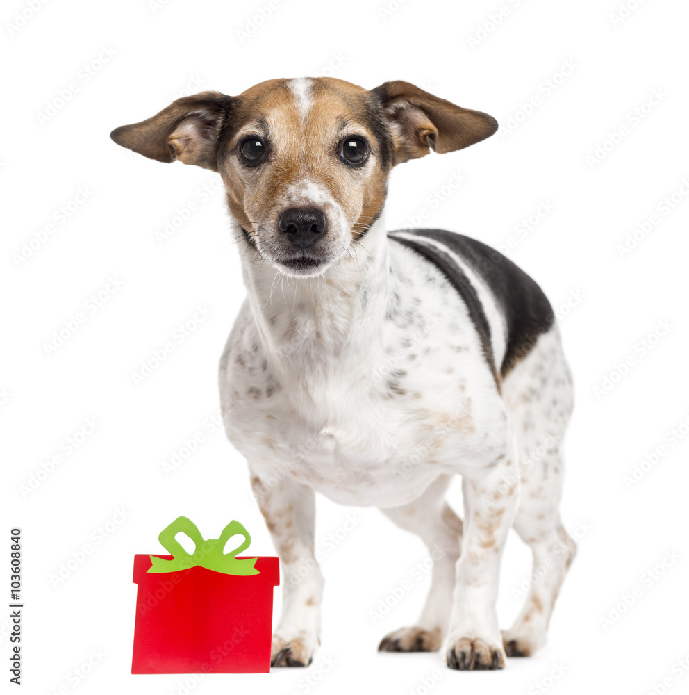 Jack Russell Terrier with a gift box isolated on white
