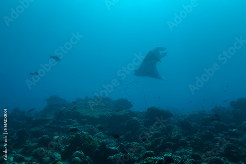 manta ray in Indian ocean