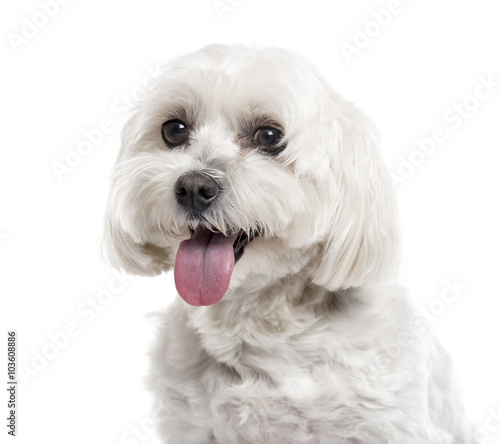 Close up of a Maltese isolated on white