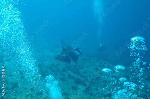 manta ray in Indian ocean © Jag_cz