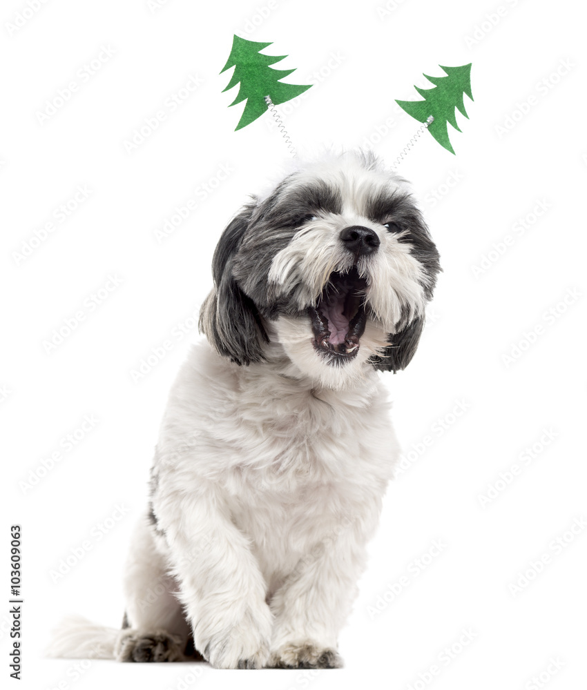 Shih Tzu with christmas decorations yawning, isolated on white Shih Tzu with christmas decorations yawning, isolated on white