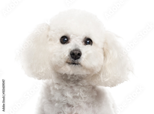 Close up of a Bichon Frise isolated on white