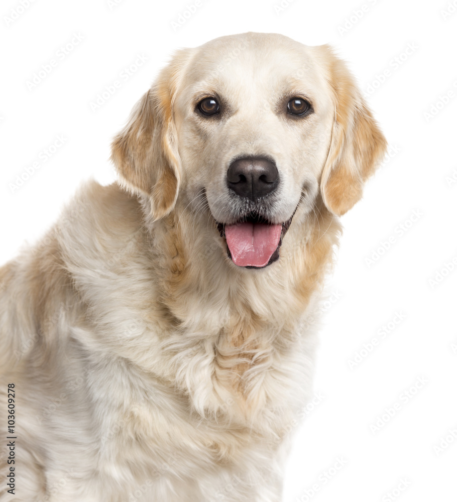 Close up of a Golden Retriever, isolated on white