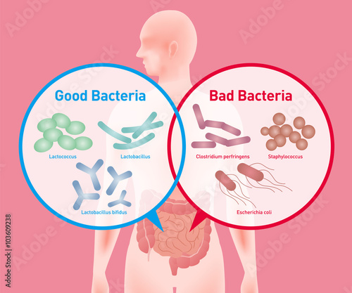 Good Bacteria and Bad Bacteria, enteric bacteria, Intestinal flora, Gut flora, probiotics, image illustration photo