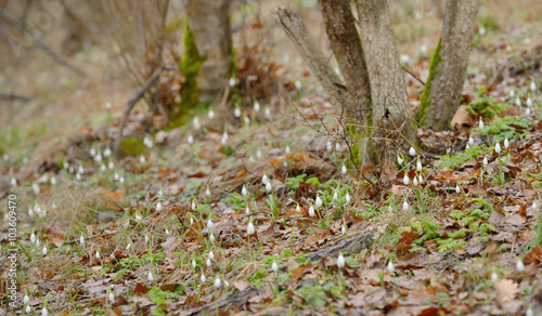 forest and snowdrop flowers
