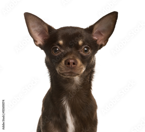 Close up of a Chihuahua puppy isolated on white