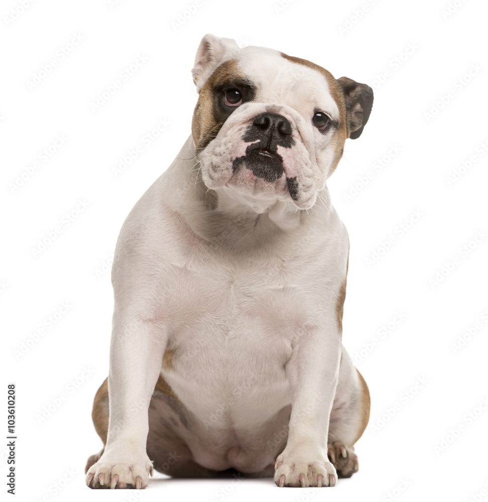 English Bulldog looking at the camera, isolated on white