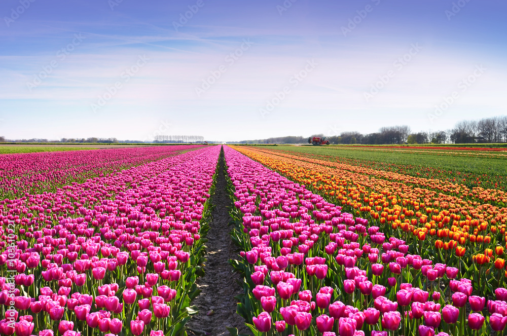 Fantastic landscape with rows of tulips in a field in Holland