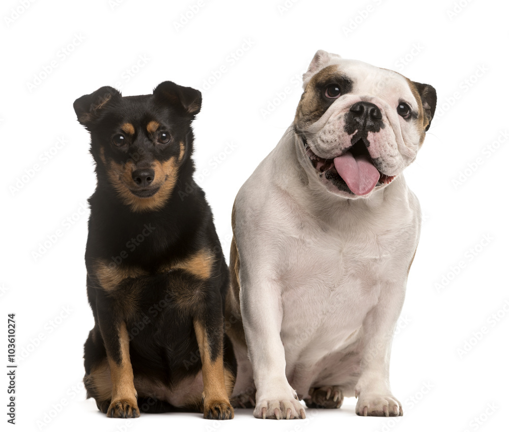 Fototapeta English Bulldog and Crossbreed puppy, isolated on white
