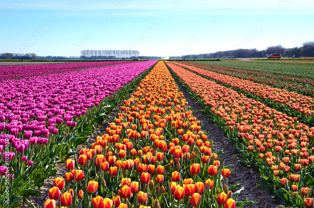 Fantastic landscape with rows of tulips in a field in Holland