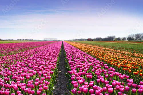 Fantastic landscape with rows of tulips in a field in Holland