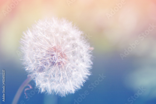 Fototapeta Naklejka Na Ścianę i Meble -  Dandelion flower over pink and blue background