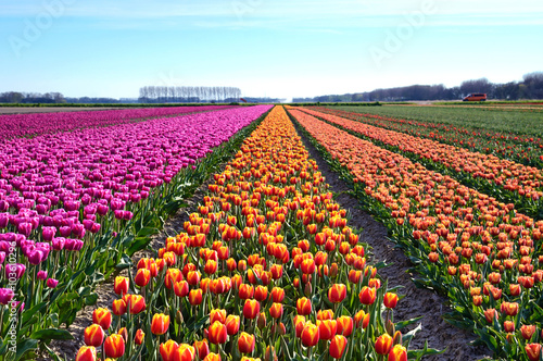Obraz na płótnie Fantastic landscape with rows of tulips in a field in Holland w salonie