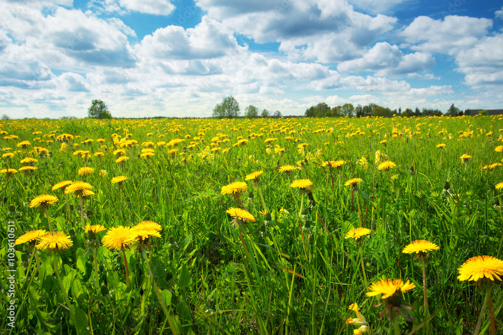 Fototapeta premium Field with dandelions and blue sky